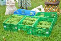 How to Boost Horticulture for Rwandan Exports