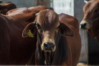 Namibia FMD outbreak: What it could mean for South African beef prices
