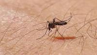 'Untreatable' virus reported in 16 European countries – full list
