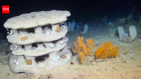 Scientists placed 23 3D-printed reefs up to 1,100 metres underwater to test whether damaged coral habitats can recover