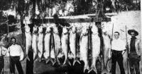HISTORY COLUMN: Originally avoided by fishermen, tarpon became a top gamefish