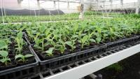 Taiwan Lab Breeds Bananas To Resist TR4 Strain Behind Spread of Panama Disease