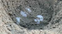 First Ever Recorded Sea Turtle Nests on America’s West Coast