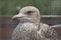 Rescued gulls from West Sussex wildlife hospital spotted across Europe