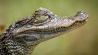 Man faces jail over AI crocodile image in Singapore