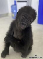 Customs Repatriates Rescued Baby Gorilla To Congo In First Full-Cycle Wildlife Operation