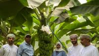 Oman registers 'Razat' banana variety with UPOV
