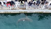 Busan's canal shark is a crowd-pleaser — and a climate warning