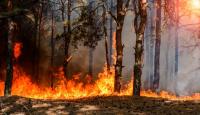 Oak Mountain State Park brush fire reaches 50% containment