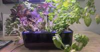 A Tempe class on hydroponic farming teaches basics of what was once a NASA-exclusive technology