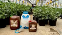 Five Lessons From a Colorado Grower Who Survived Cannabis’ Boom and Bust