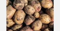 Irish potato growers face drought losses and rising production costs