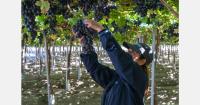 Chilean table grape exports are expected to rise in the 2026-27 season