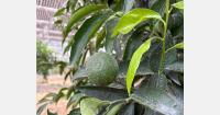 “French citrus fruit production is very well suited to greenhouse cultivation”