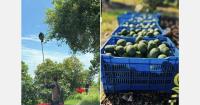 Mexico’s avocado advantage lies in anticipating the crop