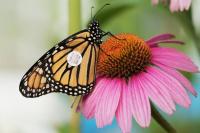 Learn about Monarchs and More with MDC Oct. 3 in Springfield