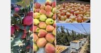 "Greenco builds modern orchards with Italian partners"