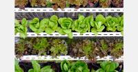 Ukraine salad growers face rising costs and tighter margins