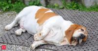 ‘Fat Dogs Of Delhi’: Meet the chubby canines competing for the crown of Delhi’s fattest dog