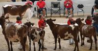 Nebraska State Fair brings big numbers for livestock