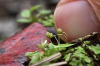 For some plants, Virginia’s long drought is a time to shine