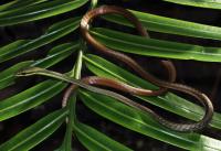 Global experts gather in Sri Lanka for historic first World Congress on Snakes