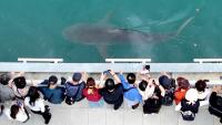 South Korea embraces shark slowly circling a canal in the country's biggest port city