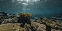 Report Delivers 'Starkest Warning Yet' on How Climate Emergency Is Causing 'Profound Changes' for Oceans