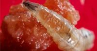 Researchers map mating-related changes in New World screwworm