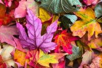 What All This Wet Weather Does To Illinois’ Leaf Colors In Fall