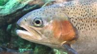 Trout Restocking Begins In October Across Pennsylvania