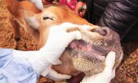 Namibia’s FMD journey