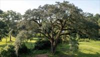 Historic Oak from 1781 in South Carolina Receives Restoration with Supersonic Air and Lightning Protection