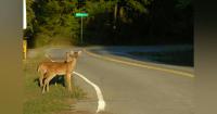 Kentucky Reports 7-Year High in Deer Collisions