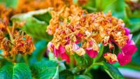 Hydrangeas need gardeners to do 1 simple task to stay healthy in autumn
