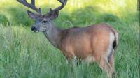 Mississippi wildlife commission votes to allow feed to be spread out to reduce disease among animals