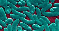 ‘Flesh-Eating’ bacteria cases reported across U.S. as Florida records another death
