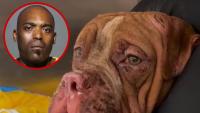 Florida Man Accused of Killing 15 Dogs After Allegedly Setting His Home on Fire