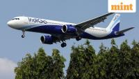 IndiGo taps ex-Tata Digital executive to drive loyalty, marketplace, financial services
