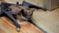 Rabid Bat Detections in LA County: Public Health Warning – Highest Detections Ever