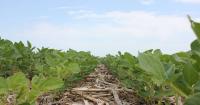 Farm groups call for national plant breeding strategy and renewed investment