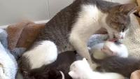 Outside a New York subway station, rescuers find mama cat and 6 kittens crammed inside carrier
