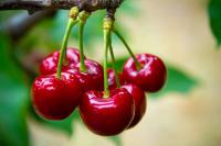 German cherry season finishes with volumes way above the industry’s 10-year average 