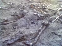 Spanish fossils reveal Diplodocus traveled from North America to Europe