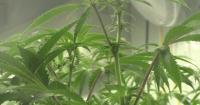New York man sentenced for mortgage fraud and maintaining an illegal marijuana grow house following Homeland Security Task Force investigation