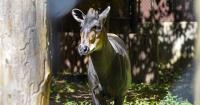 Maryland Zoo welcomes yellow-backed duiker named Astrid
