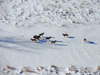 Minnesota’s wolf population remains stable, DNR considers new monitoring