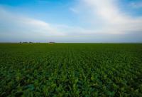 “Azerbaijan Sugar Production Union” exports more than double in January-August 2026
