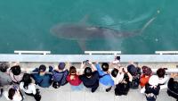 11ft shark stranded in South Korean canal draws 600,000 visitors as rescue bid fails