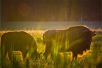 Belarus Ranks Third in the World by the Number of Bison